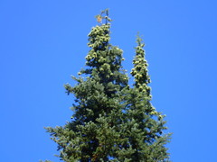 Abies bracteata