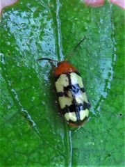 Disonycha angulata