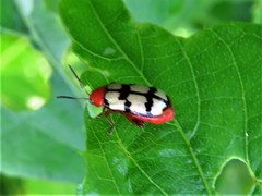 Disonycha angulata
