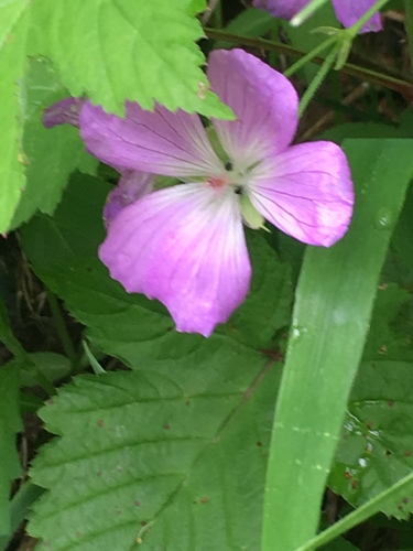 Geranium yesoense iNat (3)