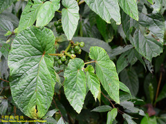 Begonia longifolia