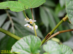 Begonia longifolia