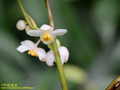 Begonia longifolia