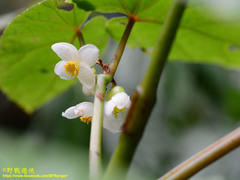 Begonia longifolia