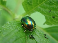 Chrysolina fastuosa