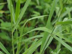 Prodasineura croconota