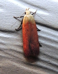 Anacampsis fullonella