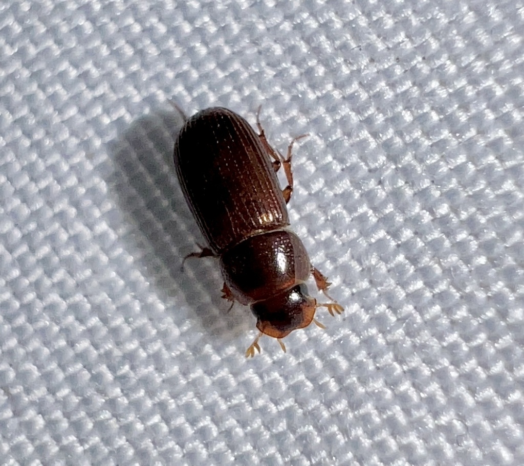 Ataenius platensis