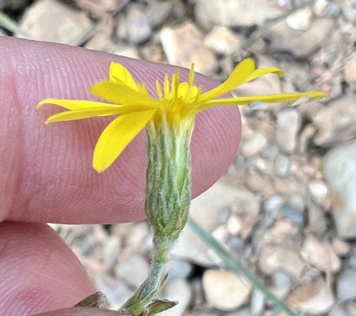 Image of Pityopsis tenuifolia by (c) ashleyrsteel, some rights reserved (CC BY)