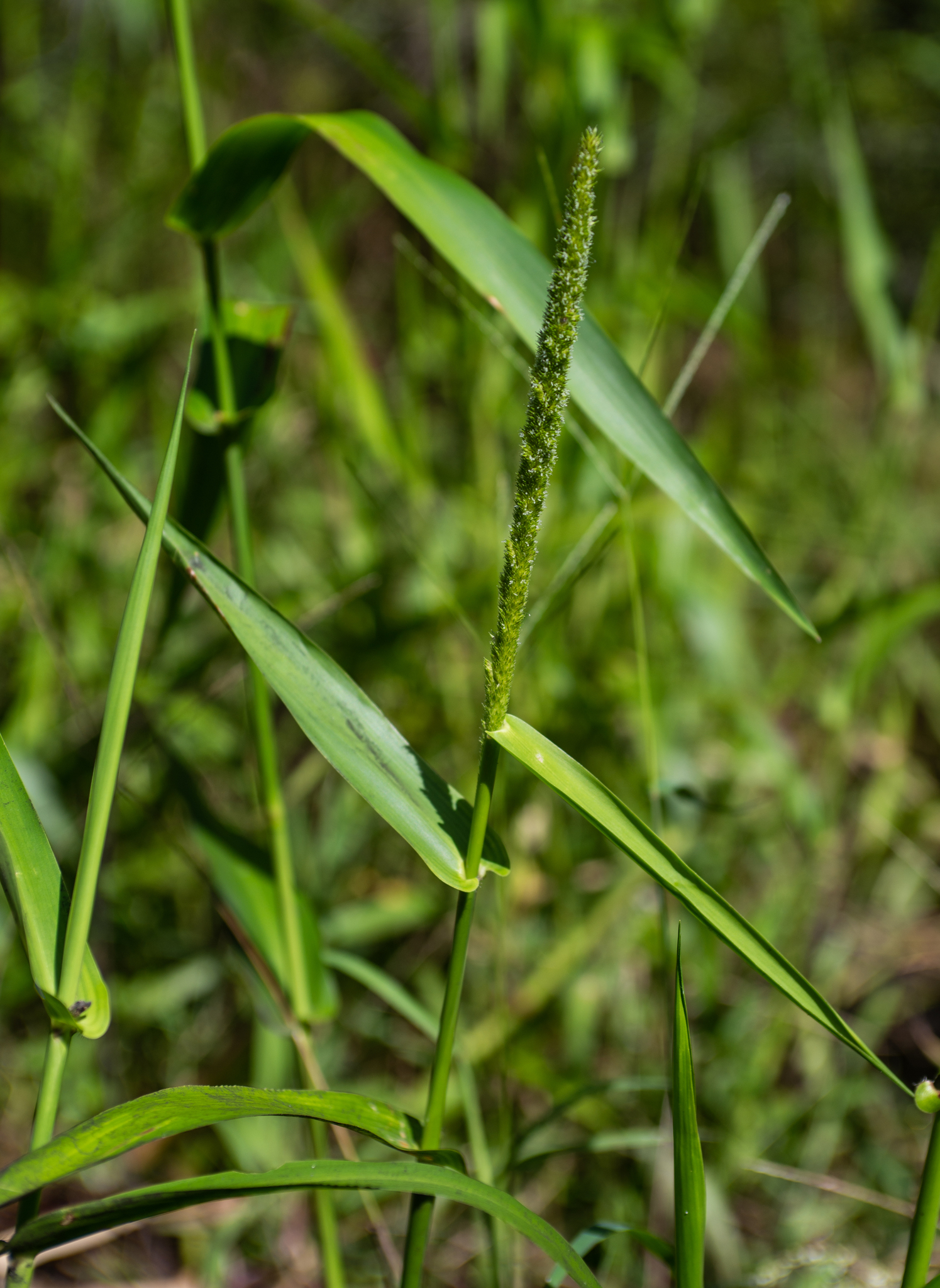 Hymenachne amplexicaulis