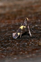 Caloptilia cornusella