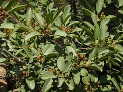 Frangula purshiana ultramafica