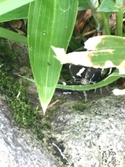 Trichobaptria exsecuta exsecuta