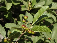 Frangula purshiana ultramafica