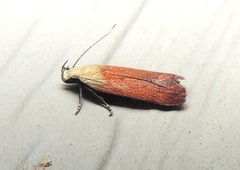Anacampsis fullonella