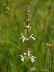 Stachys ajugoides