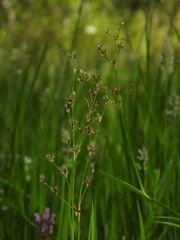 Juncus oxymeris