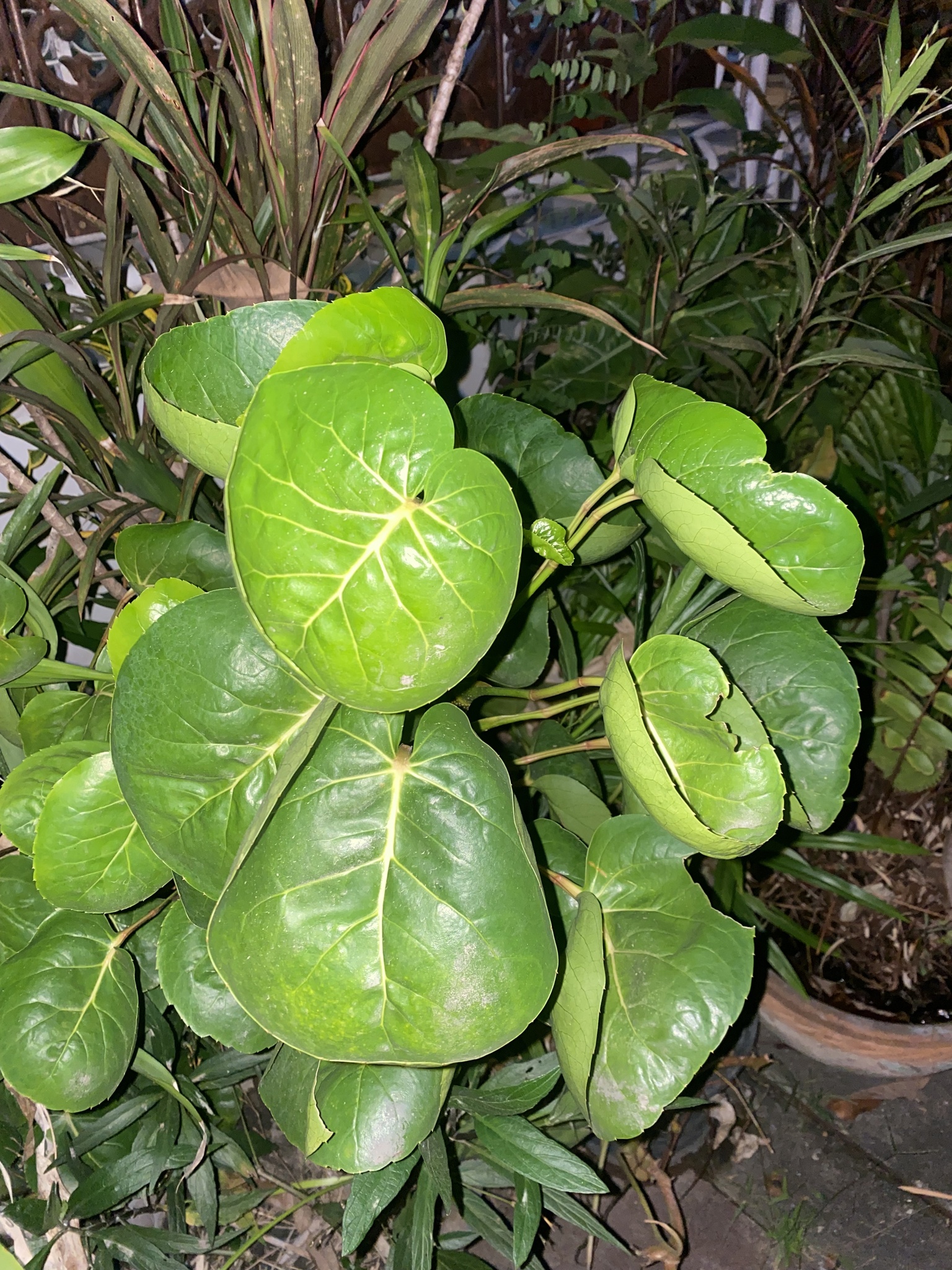 Shield Aralia (Polyscias scutellaria)
