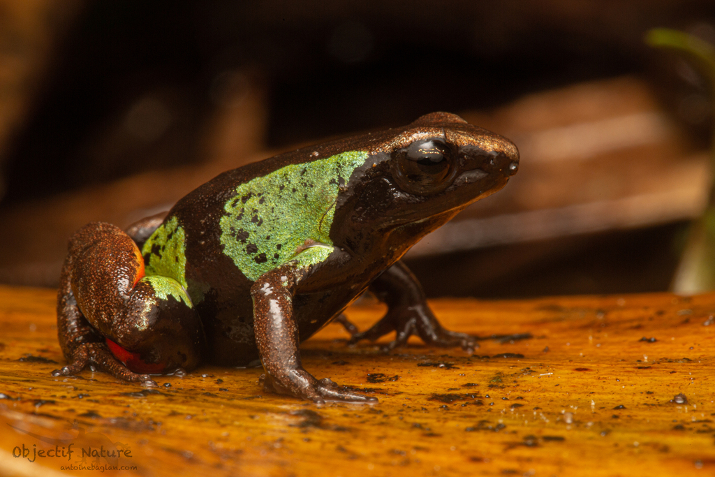 Beautiful Mantella