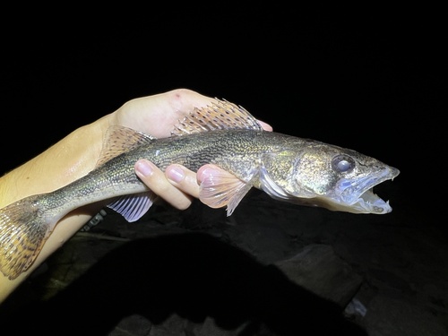 Sauger