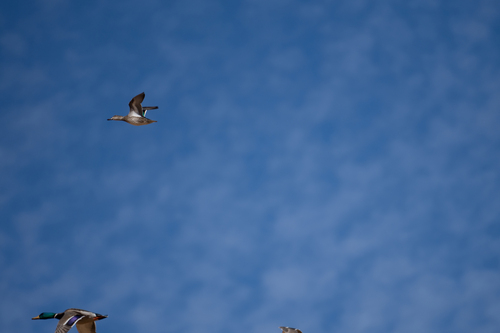 iNaturalist observation photo of Green-winged Teal