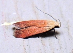 Anacampsis fullonella