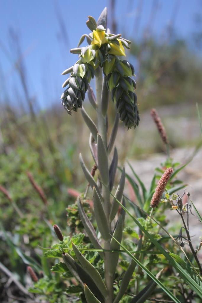 Echeveria lutea
