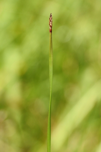 twist-stem spikerush (Eleocharis torticulmis)