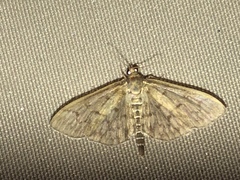 Herpetogramma aeglealis