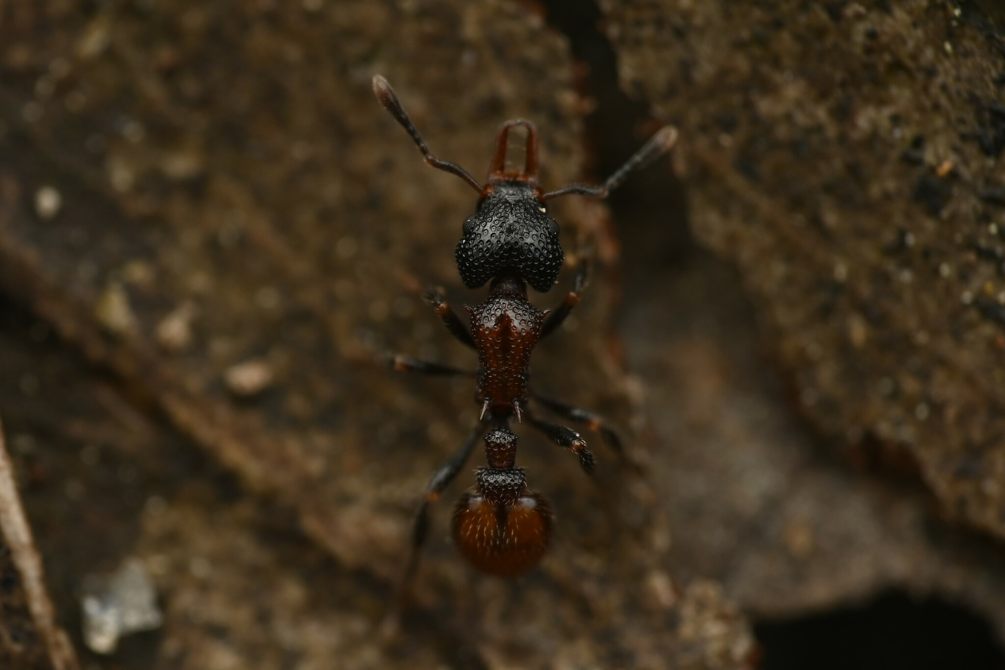 Epopostruma natalae