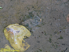 Limnonectes fujianensis