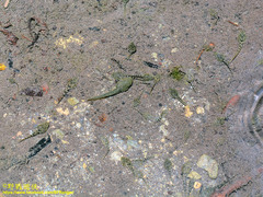 Limnonectes fujianensis