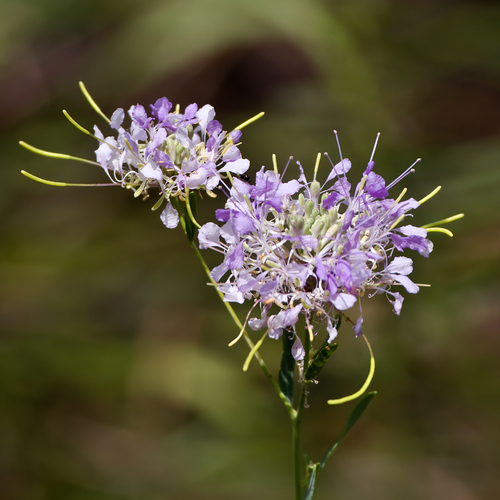 Carolina Pinelandcress (Warea cuneifolia)