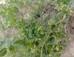Galium stellatum