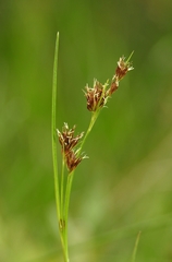 Rhynchospora capitellata