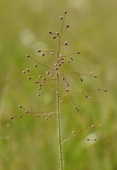 Dichanthelium lanuginosum