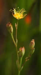 Hypericum anagalloides