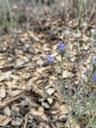iNaturalist observation photo of giant woollystar