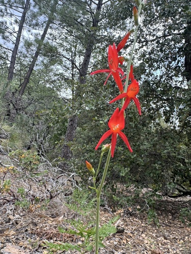 iNaturalist observation photo of San Gabriel beardtongue
