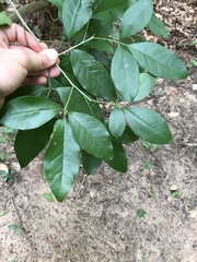 Casimiroa pringlei