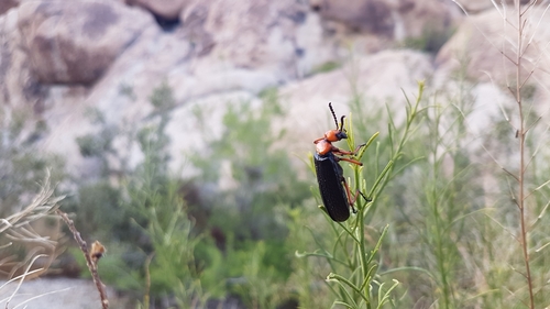 Master Blister Beetle photo 4