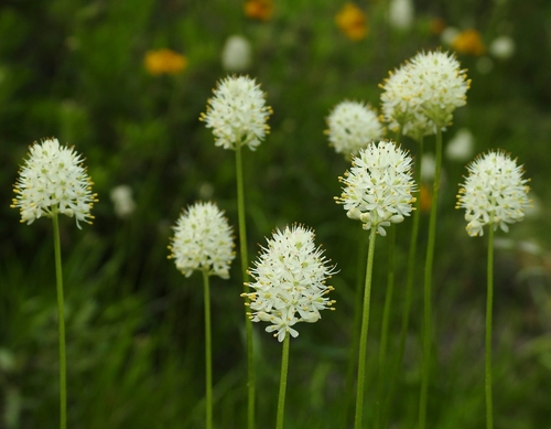 Triantha occidentalis