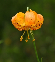 Lilium pardalinum shastense