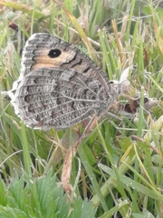 Pseudochazara hippolyte