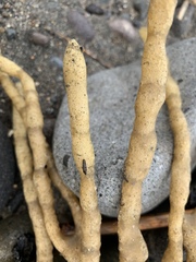 Callyspongia