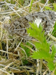 Pseudochazara hippolyte