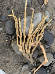 Callyspongia