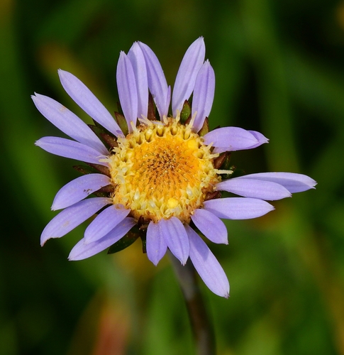 Plumas Alpine Aster (Oreostemma elatum)
