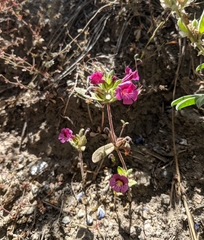 Diplacus constrictus