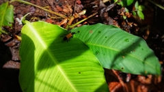 Chauliognathus terminalis